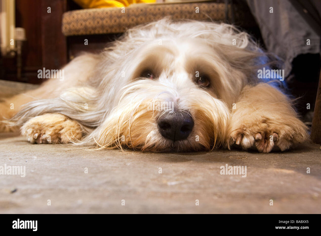Bearded collie dog laying down on the pub floor, chin on the stone slab, paws either side of his head Stock Photo