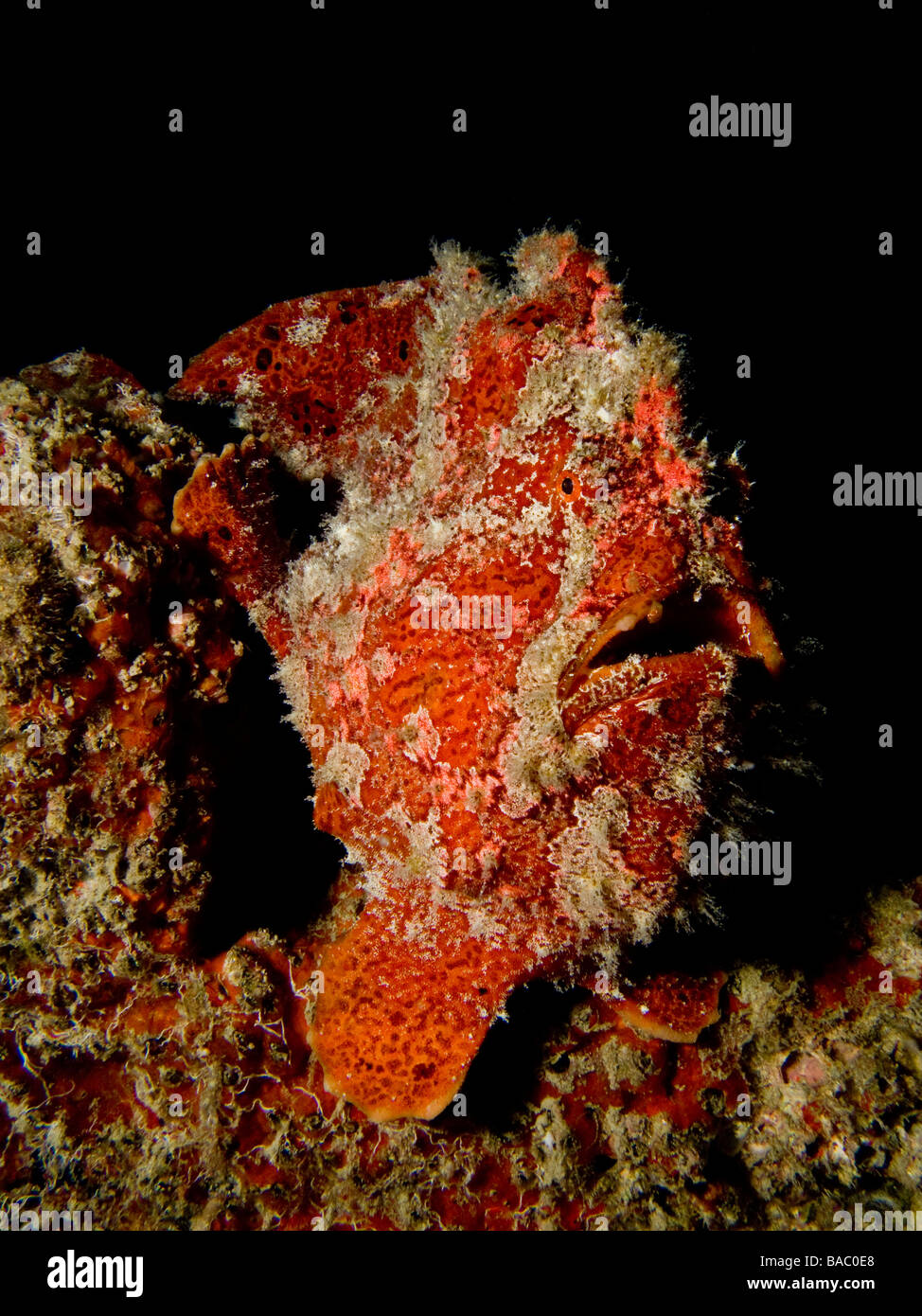 Red Giant frogfish on black background. Stock Photo
