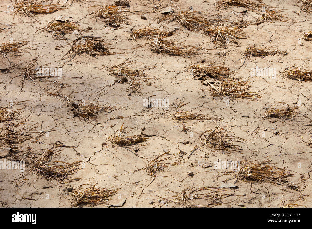 Crops dying in drought conditions brought on by climate change in northern China Stock Photo