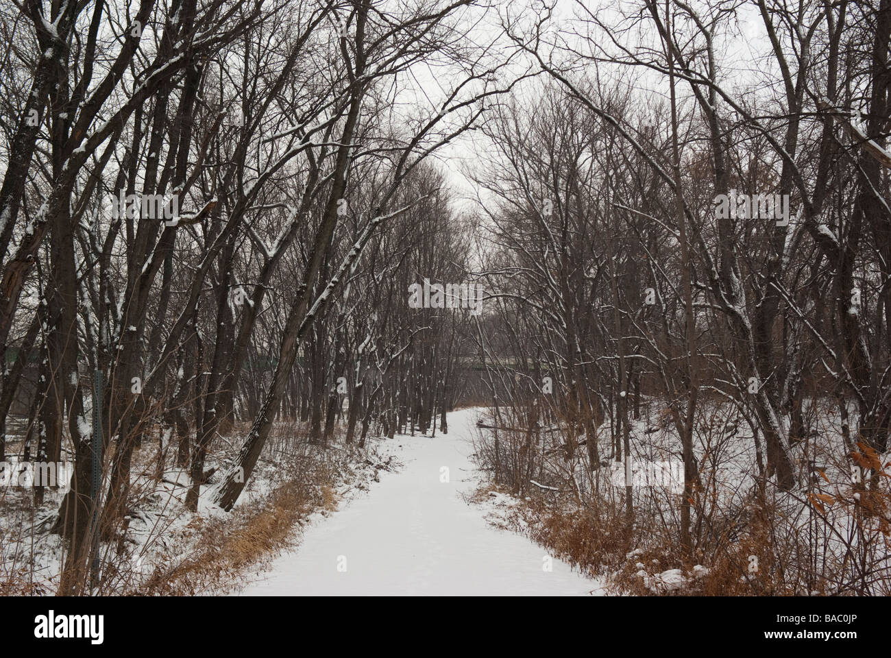 A snowy path leads through the woods Stock Photo - Alamy