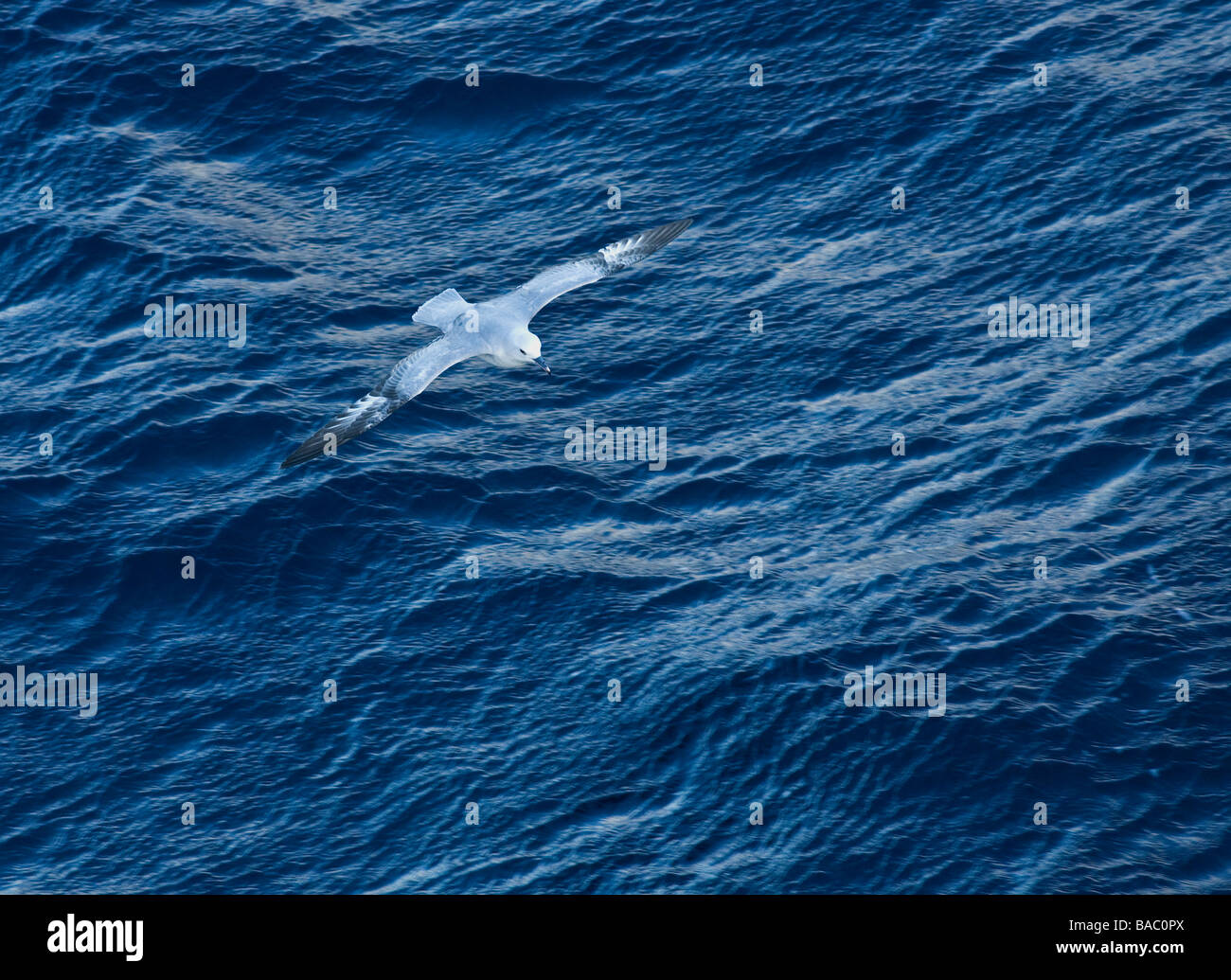 Southern Fulmar Fulmarus glacialoides glides in flight over waves of Southern Ocean Antarctica Stock Photo