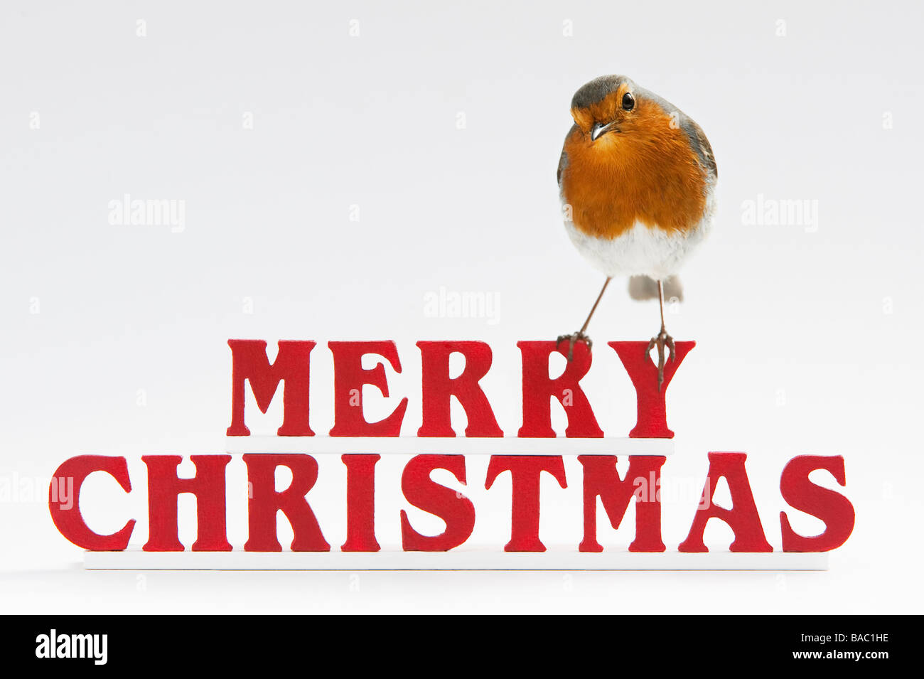 Robin on merry christmas letters Stock Photo