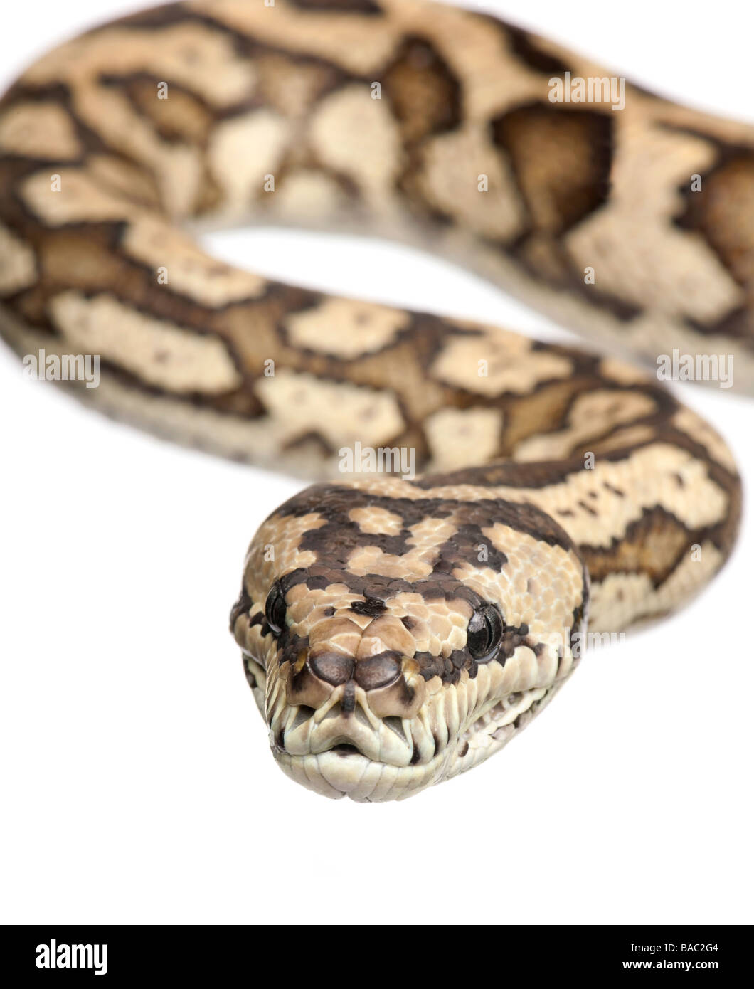 carpet python Morelia spilota variegata in front of a white background ...