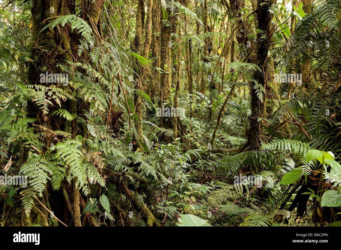 Costa Rica, Puntarenas Province, Monteverde, Reserva Biologica del Bosque Nuboso, Cloud Forest Biological Reserve Stock Photo