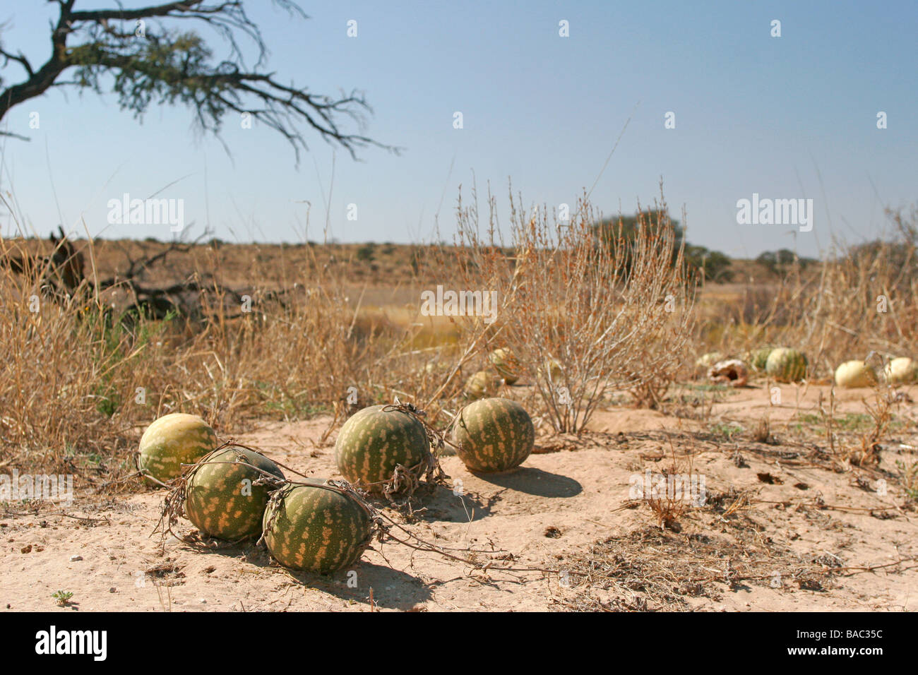The citron melon (Citrullus lanatus), or tsamma grow on a sand dune in the Kalahari regeon of South Africa's Northern Cape Stock Photo