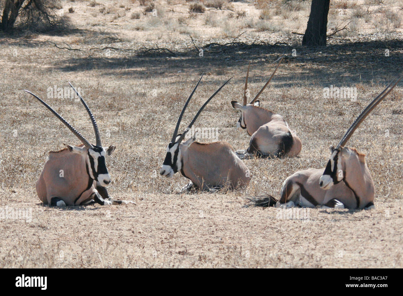 Gemsbok ( Oryx Gazelle ) lie on the ground in a group in South Africa's Kgalagadi Transfrontier Park Stock Photo