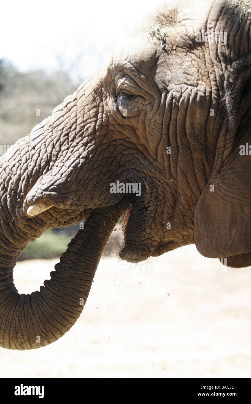 An elephant eats food in the Johannesburg Zoo in South Africa's Gauteng