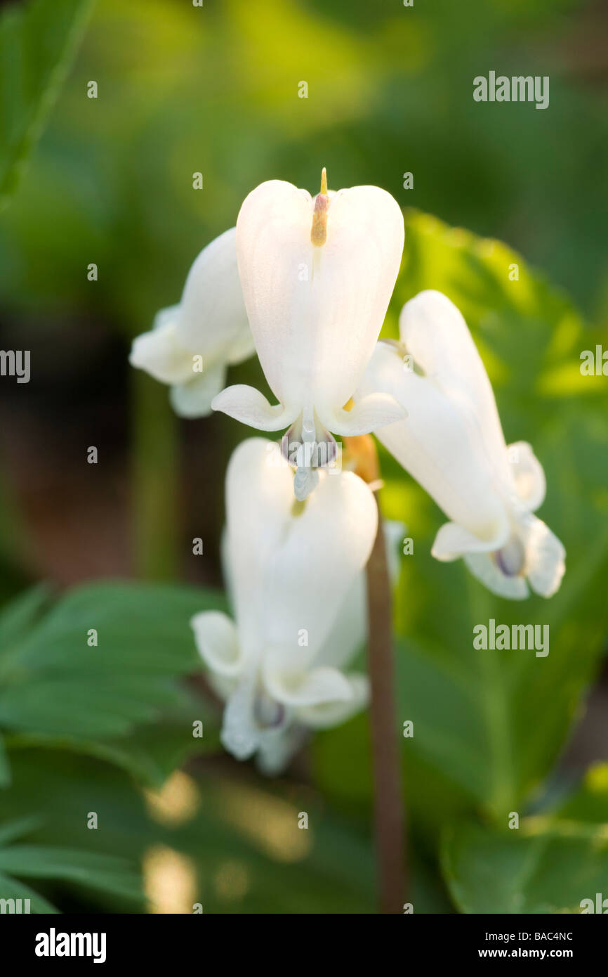 Squirrelcorn (dicentra canadensis), a Spring wildflower. Stock Photo