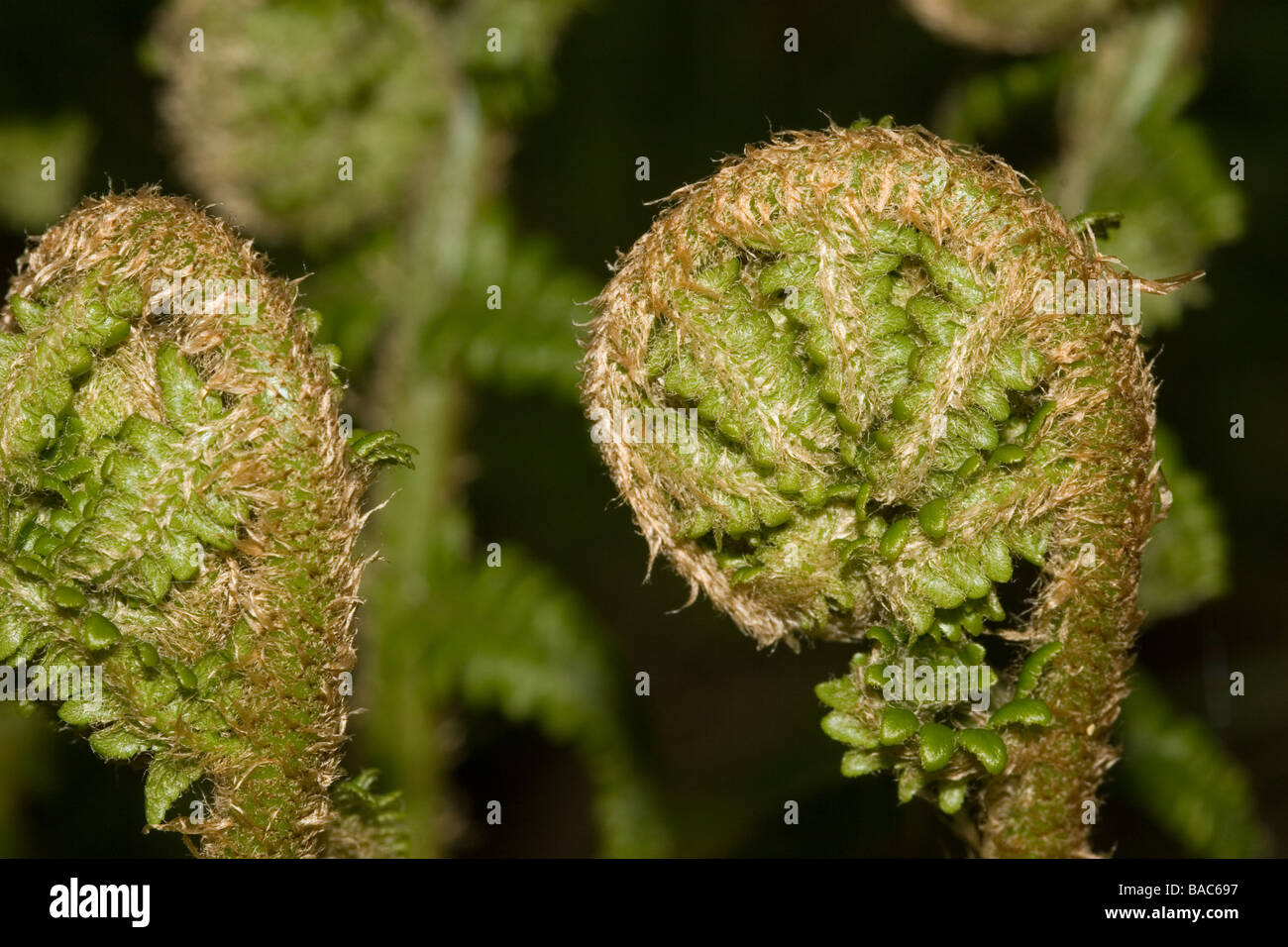 Fern blades hi-res stock photography and images - Alamy