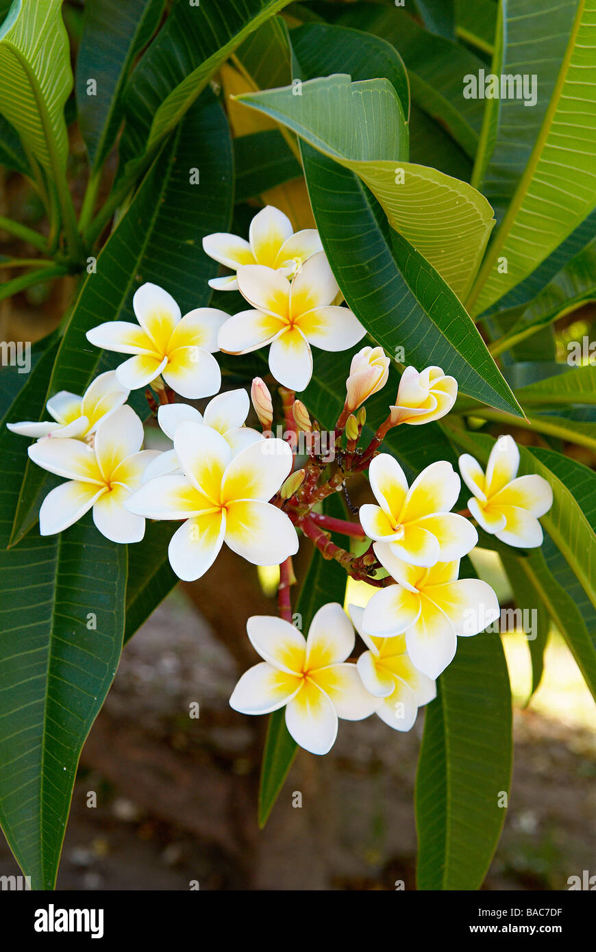 Madagascar, Frangipani flower Stock Photo Alamy