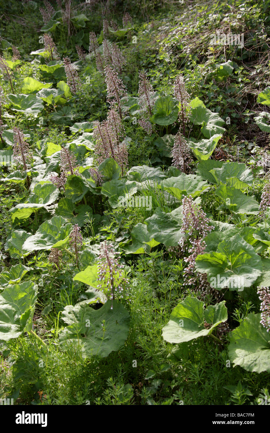 Common Butterbur, Petasites hybridus, Asteraceae Stock Photo