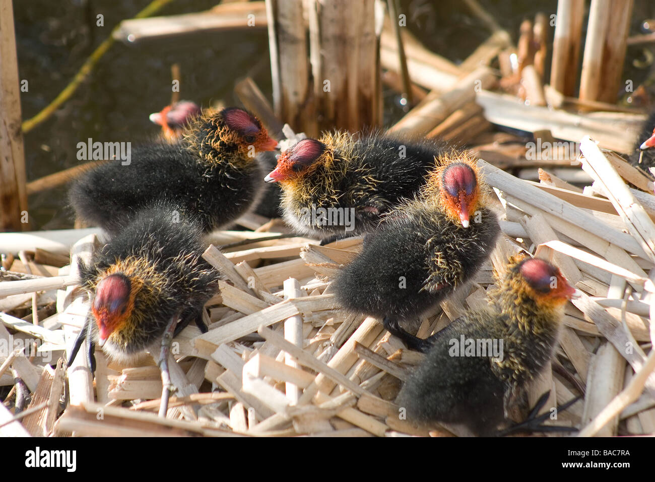 Altrical birds hi-res stock photography and images - Alamy