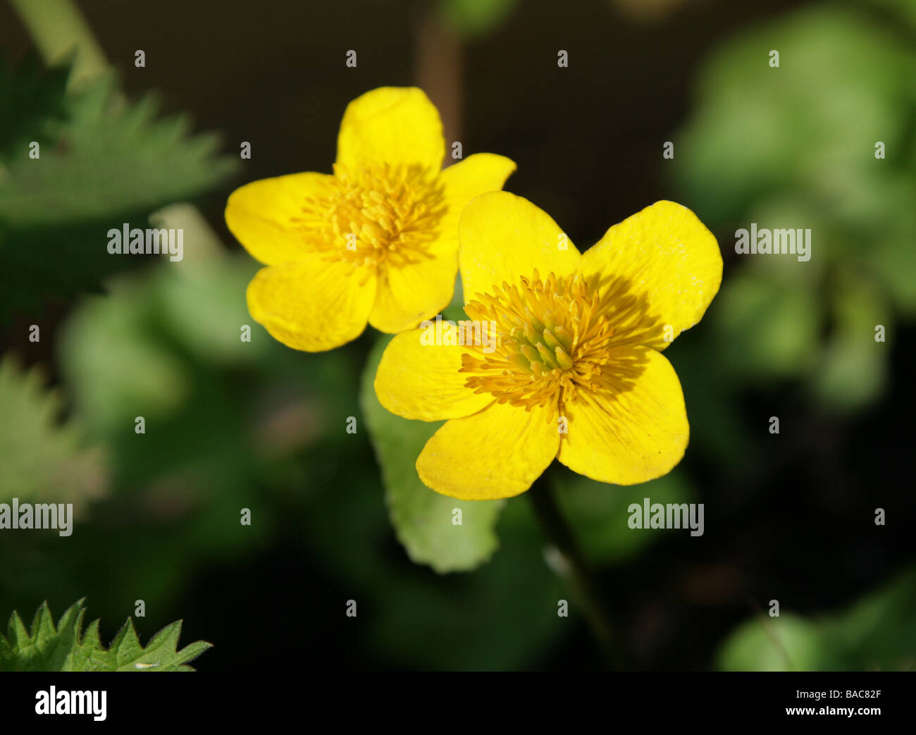 Marsh Marigold, Caltha palustris, Ranunculaceae Stock Photo