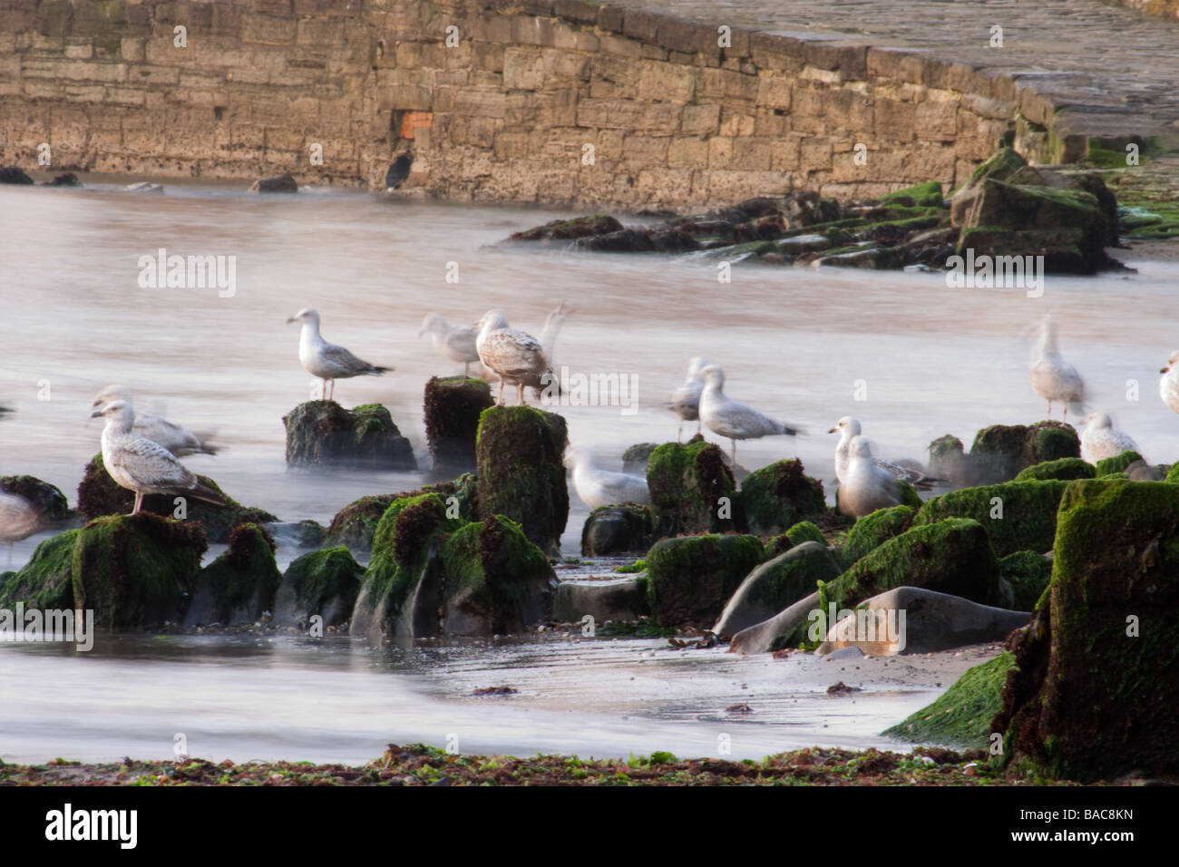 Seagulls on the rocks in the morning surrounded by silky water. Stock Photo