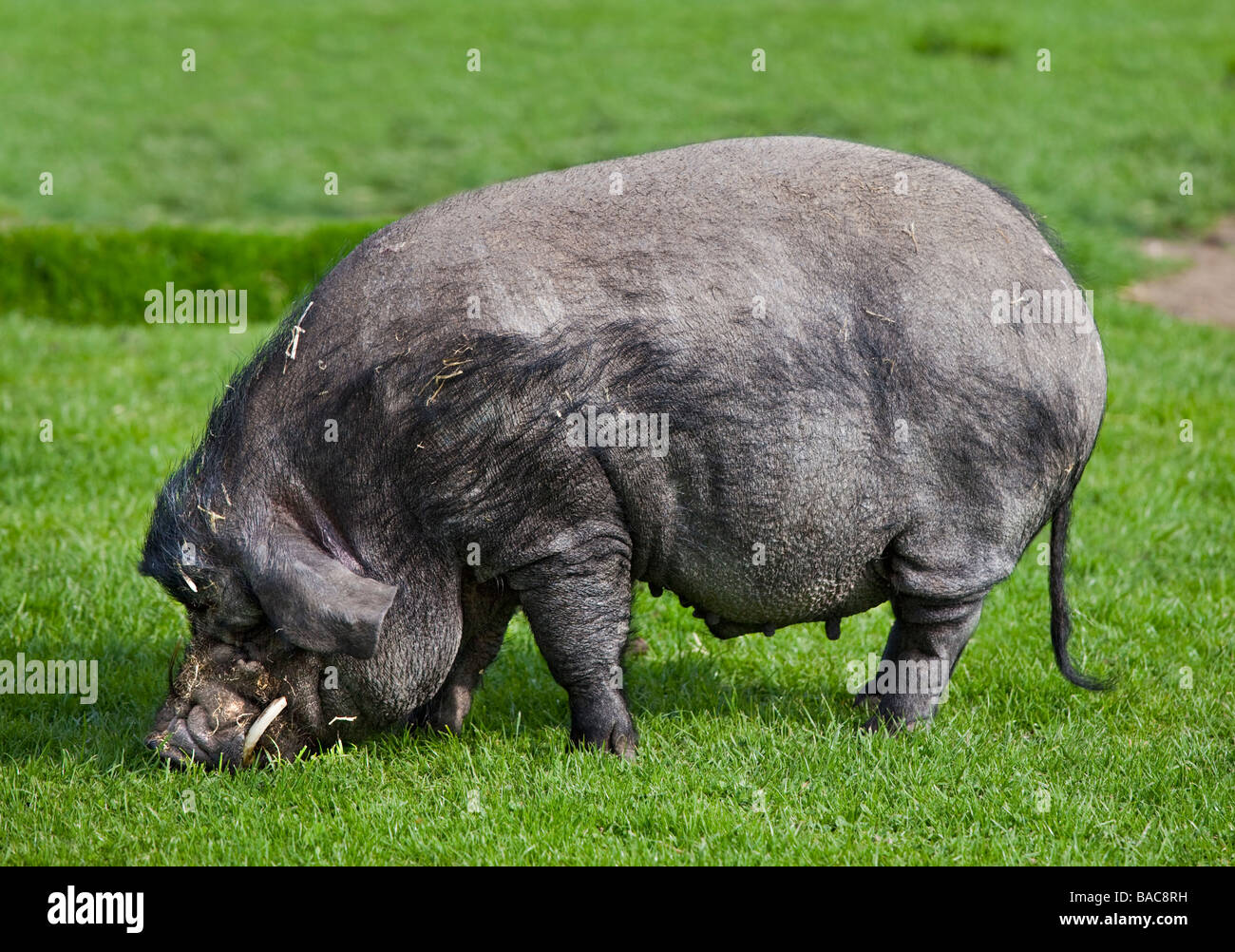 Vietnamese Pot-Bellied Pig Stock Photo