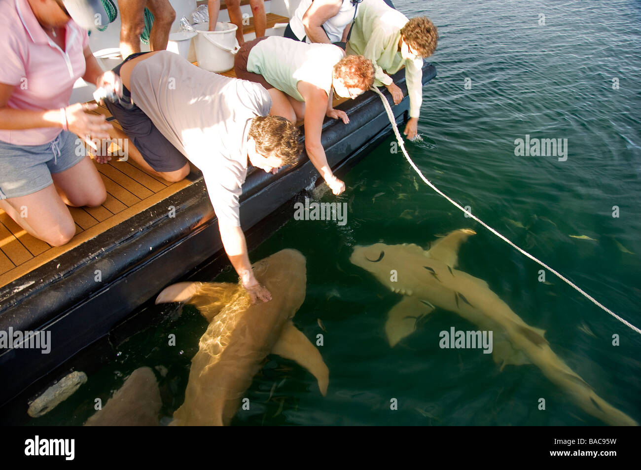 Australia, Western Australia, Kimberley Region, Group of Lemon sharks