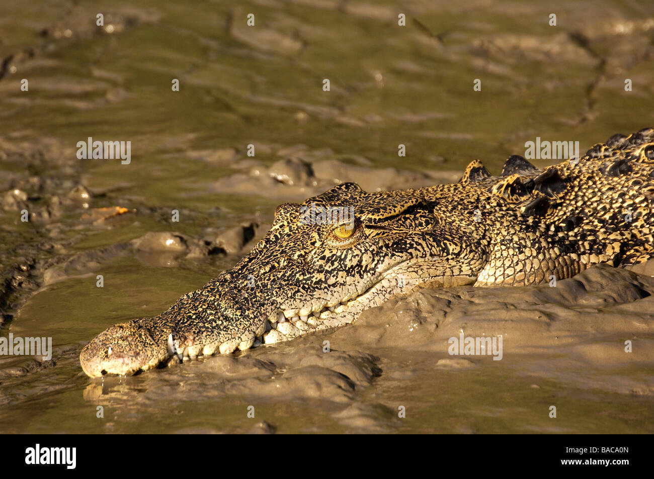 Australia, Western Australia, Kimberley Region, Prince Regent Nature ...