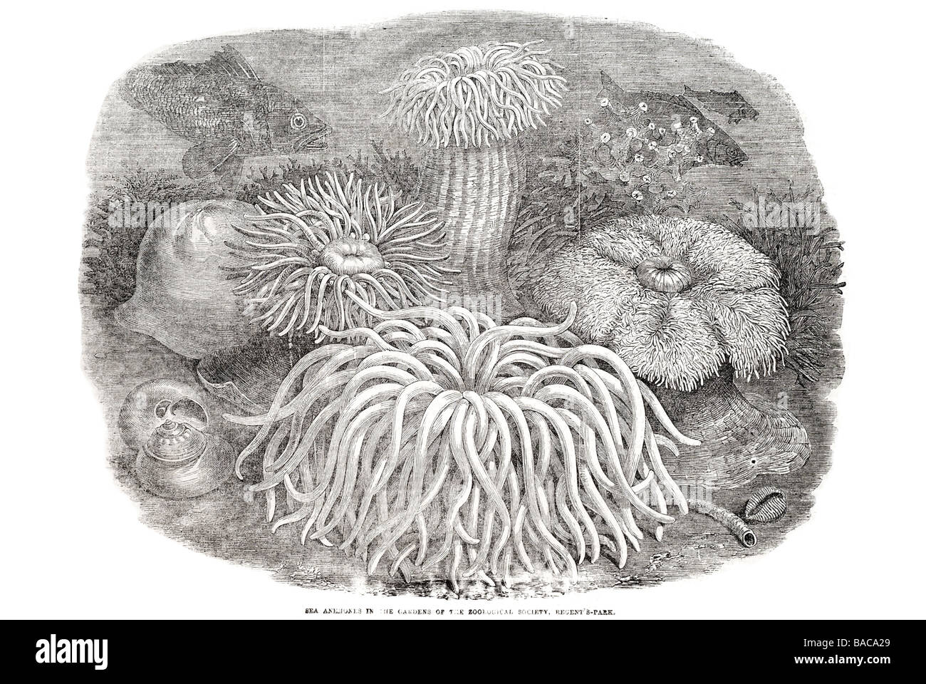 sea anemones in the gardens of the zoological society regents park 1854 Stock Photo