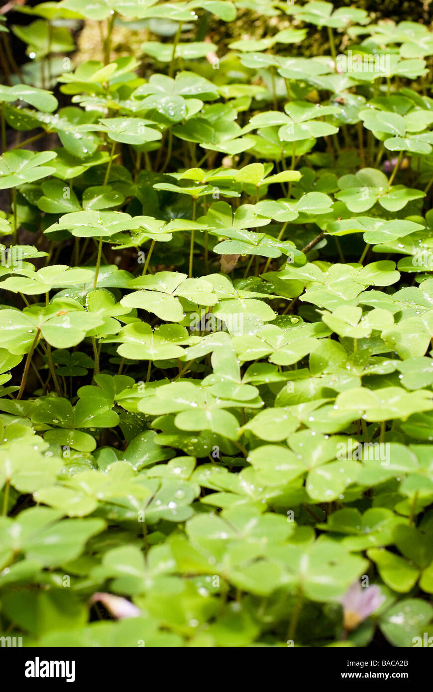 clovers in the forest Stock Photo
