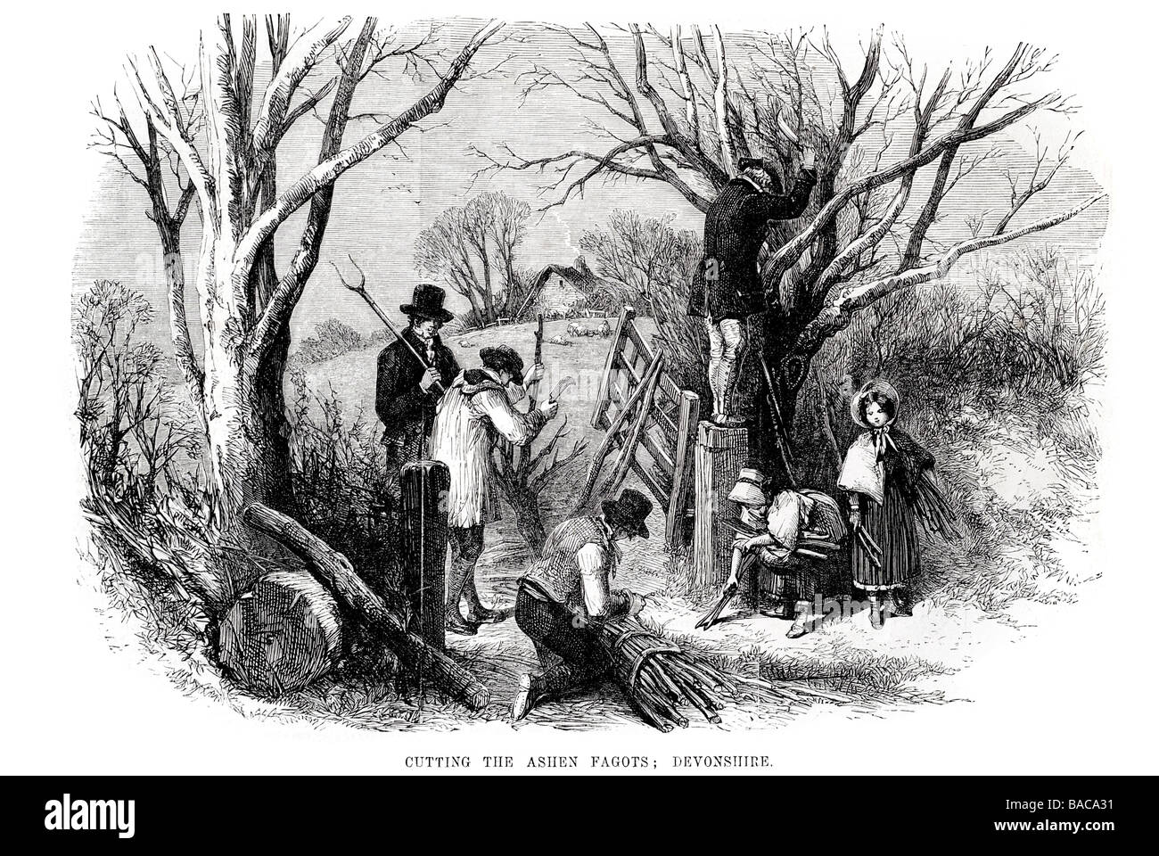 cutting the ashen fagots devonshire 1854 Stock Photo