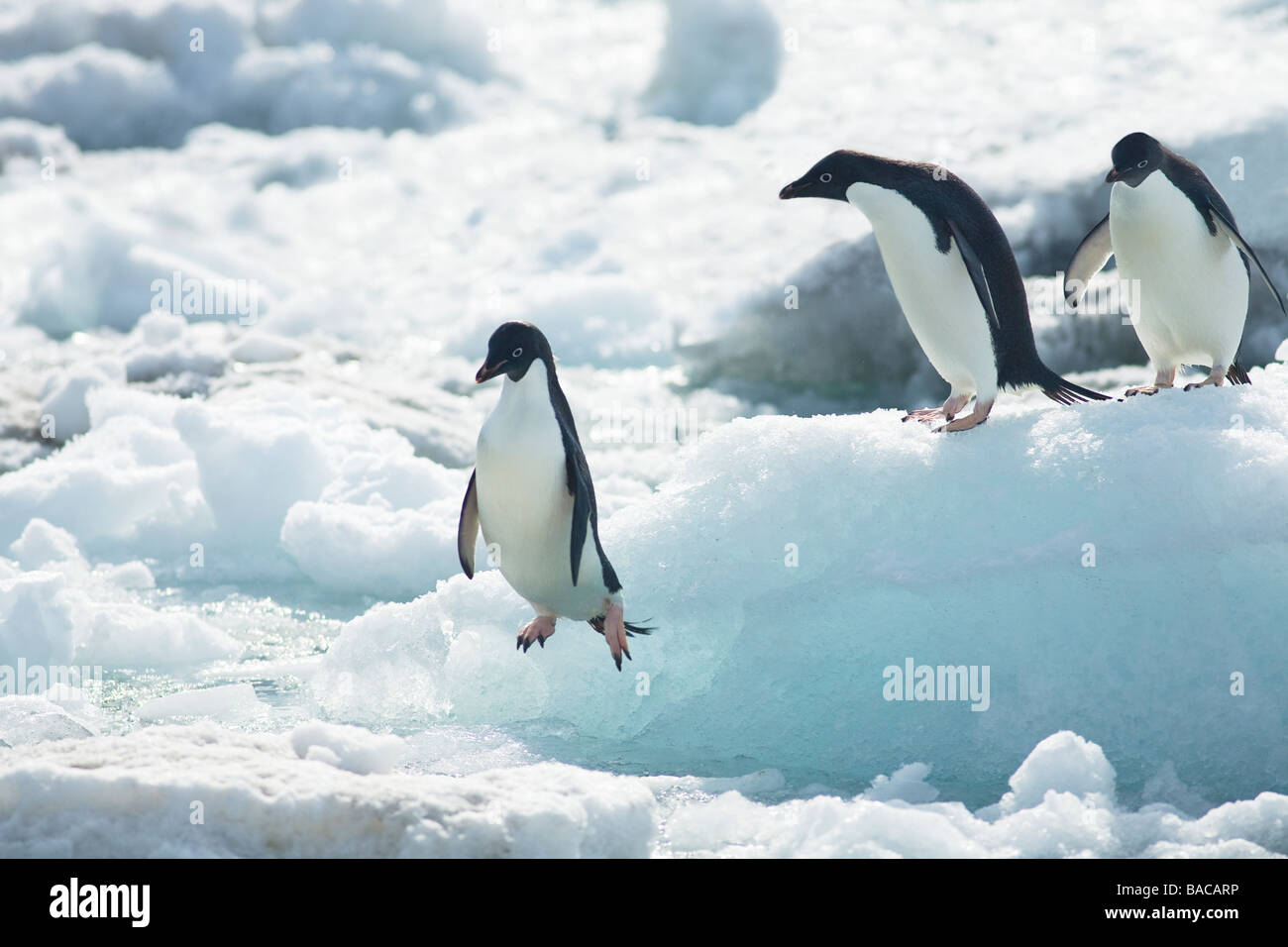 Adelie penguins Pygoscelis adeliae jumping off sea pack ice Paulet ...