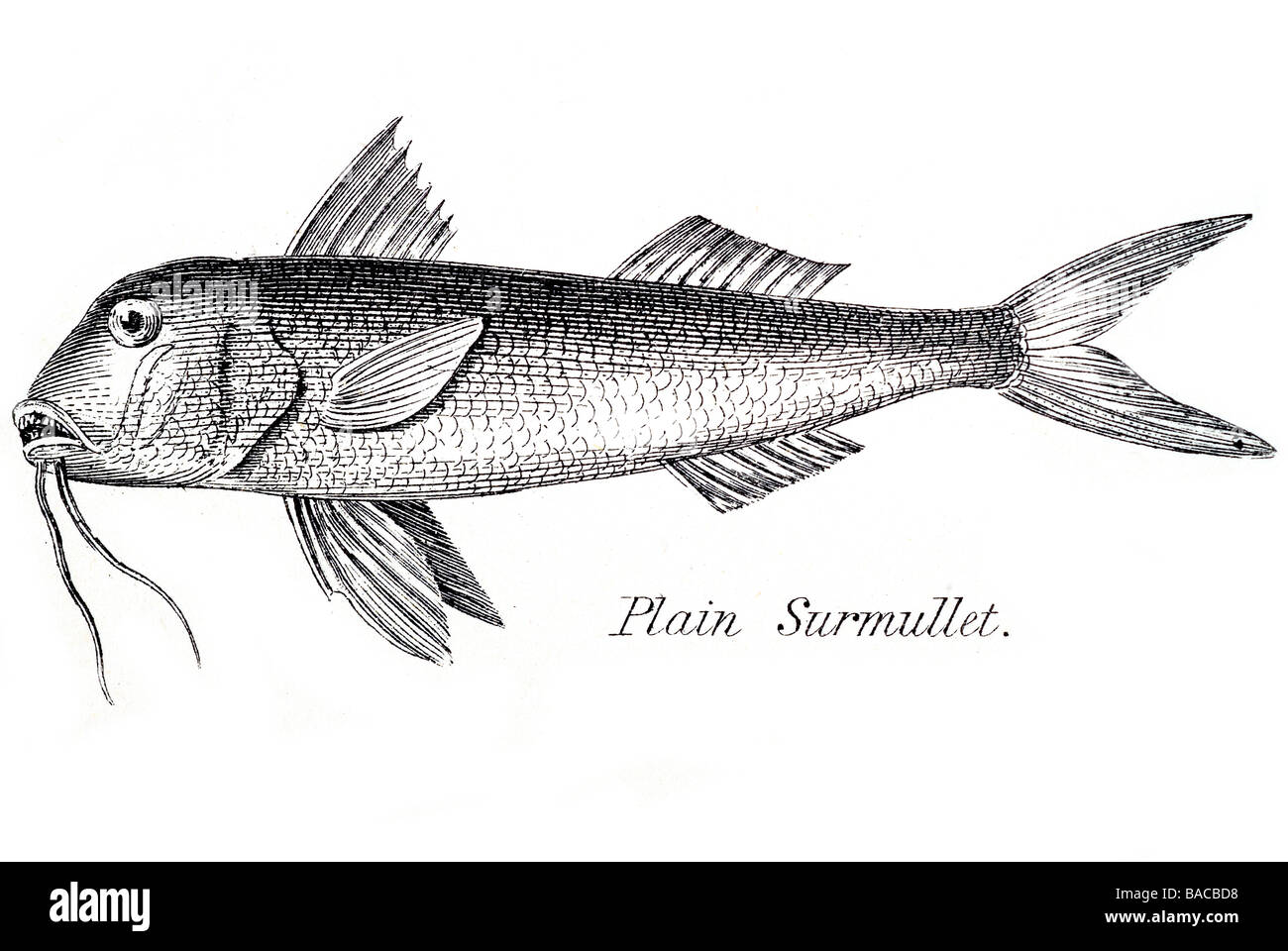 plain surmullet Mullidae tropical marine perciform fish 1815 Stock Photo