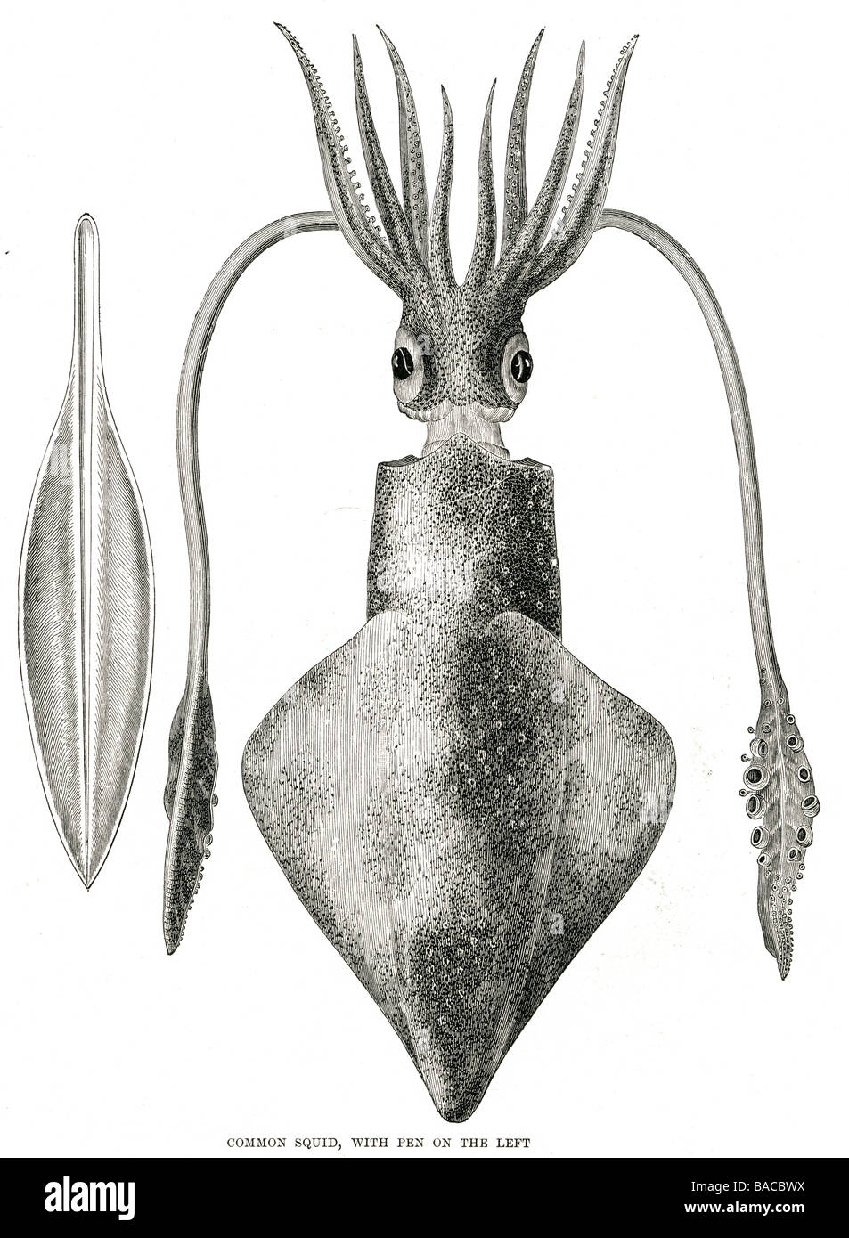 common squid with pen on the left marine cephalopods Teuthida distinct head bilateral symmetry mantle eight arms two tentacles Stock Photo