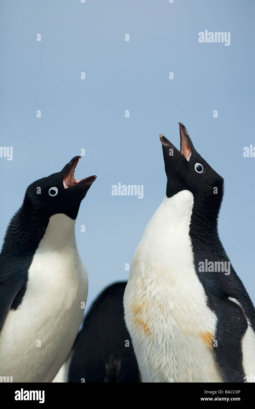 Breeding pair of Adelie penguins Pygoscelis adeliae greeting Paulet Island Antarctic Peninsula Antarctica Stock Photo