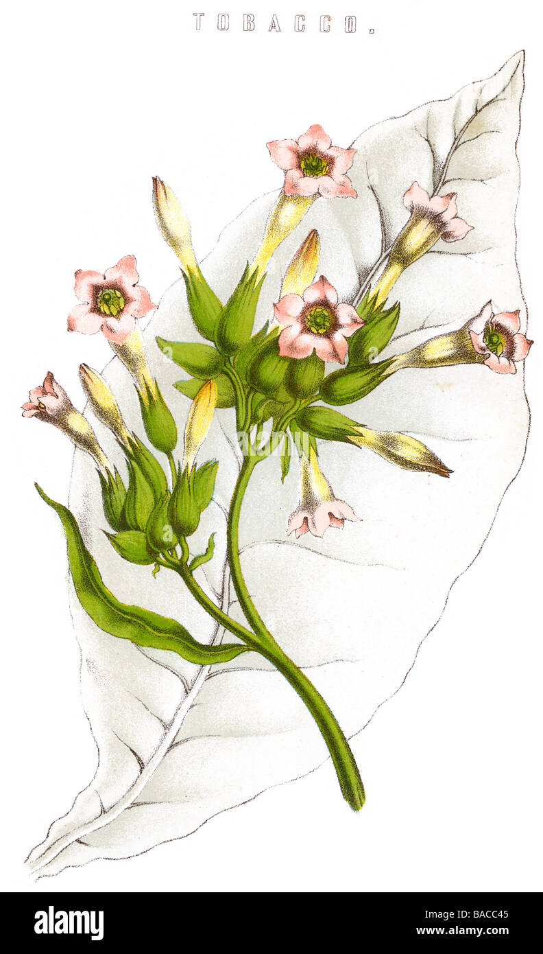 tobacco leaves plants Nicotiana nicotine tartrate medicines smoking