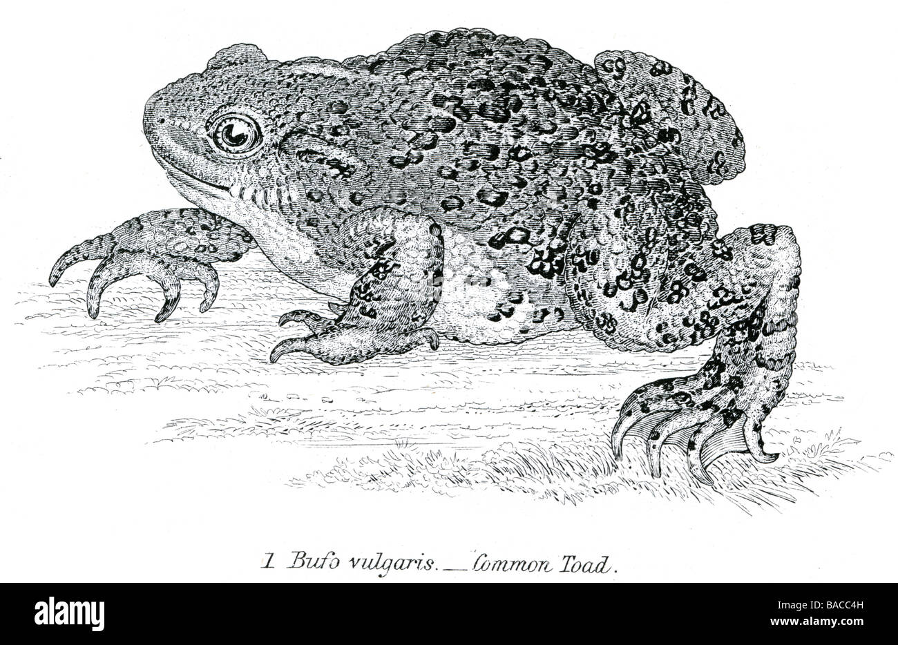 Серая жаба рисунок. Лягушка гравюра. Зеленая жаба гравюра. Лягушка 19 век. Развитие серой жабы