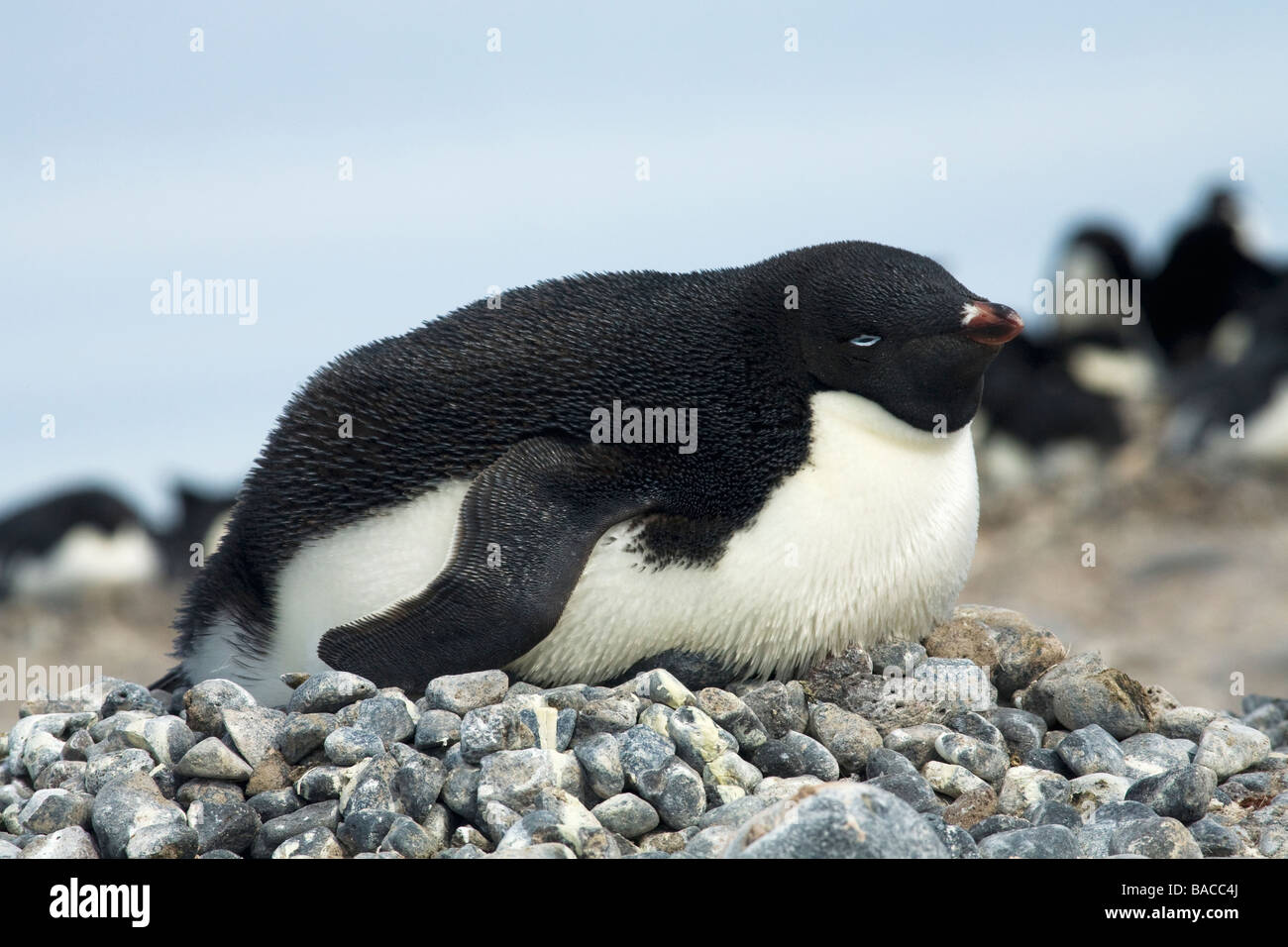 Adelie penguin Pygoscelis adeliae on nest of small stones incubating Paulet Island Antarctic Peninsula Antarctica Stock Photo