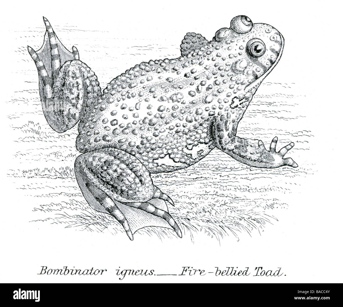 bombinator igneus fire bellied toad firebelly toads species Bombina 'firebellied Amphibia Stock Photo