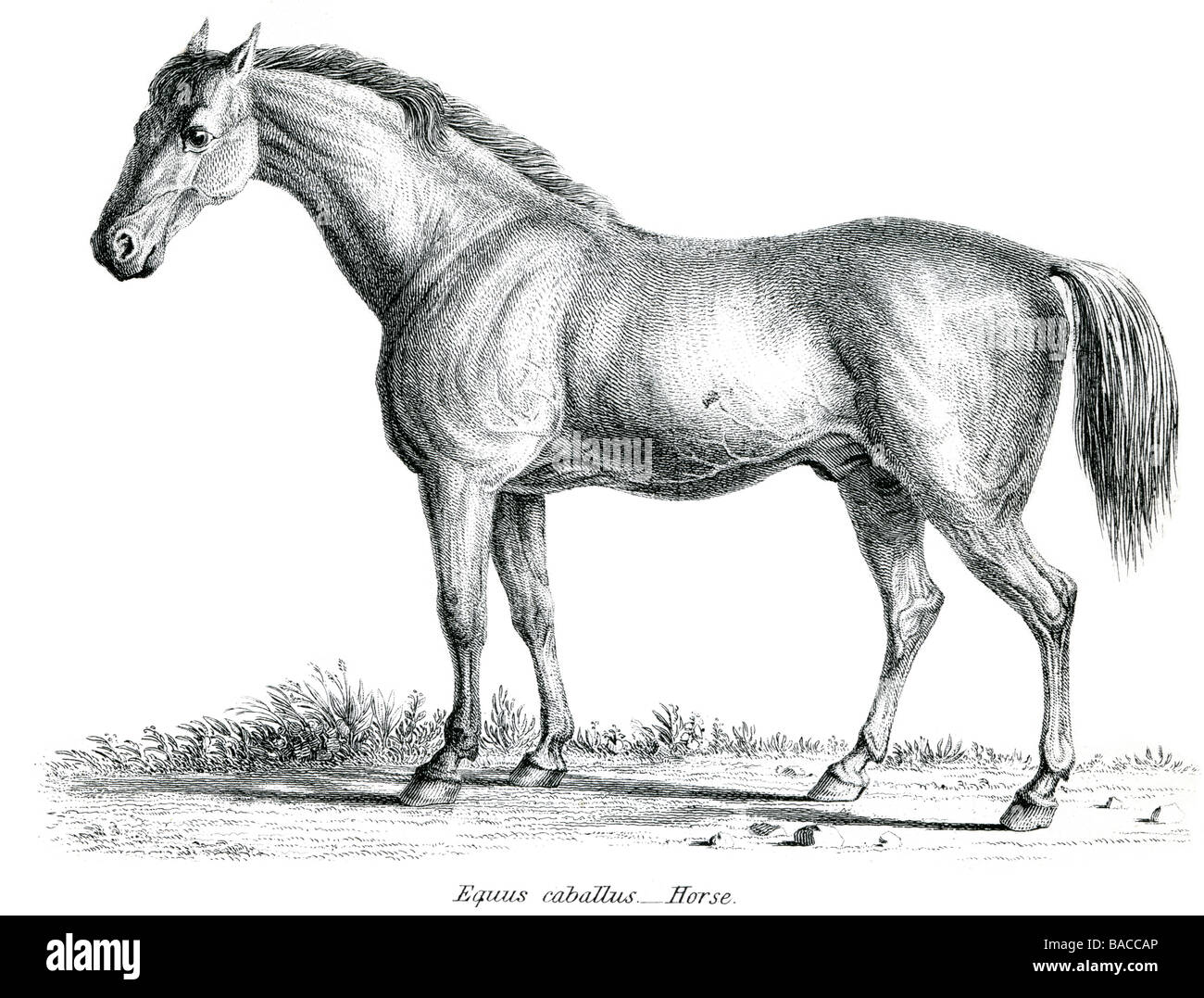 equine equus caballos horse Equus ferus caballus ungulate hoofed mammal Equidae Stock Photo