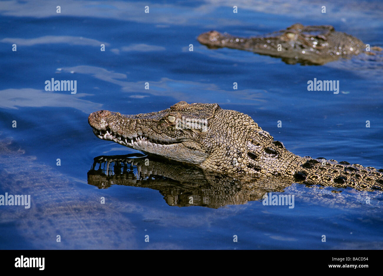 Australia, Queensland, Cairns, crocodiles in The Crocodile Farm Stock