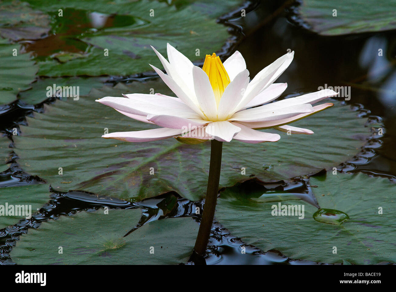 Indonesia, Bali, lotus flower Stock Photo - Alamy