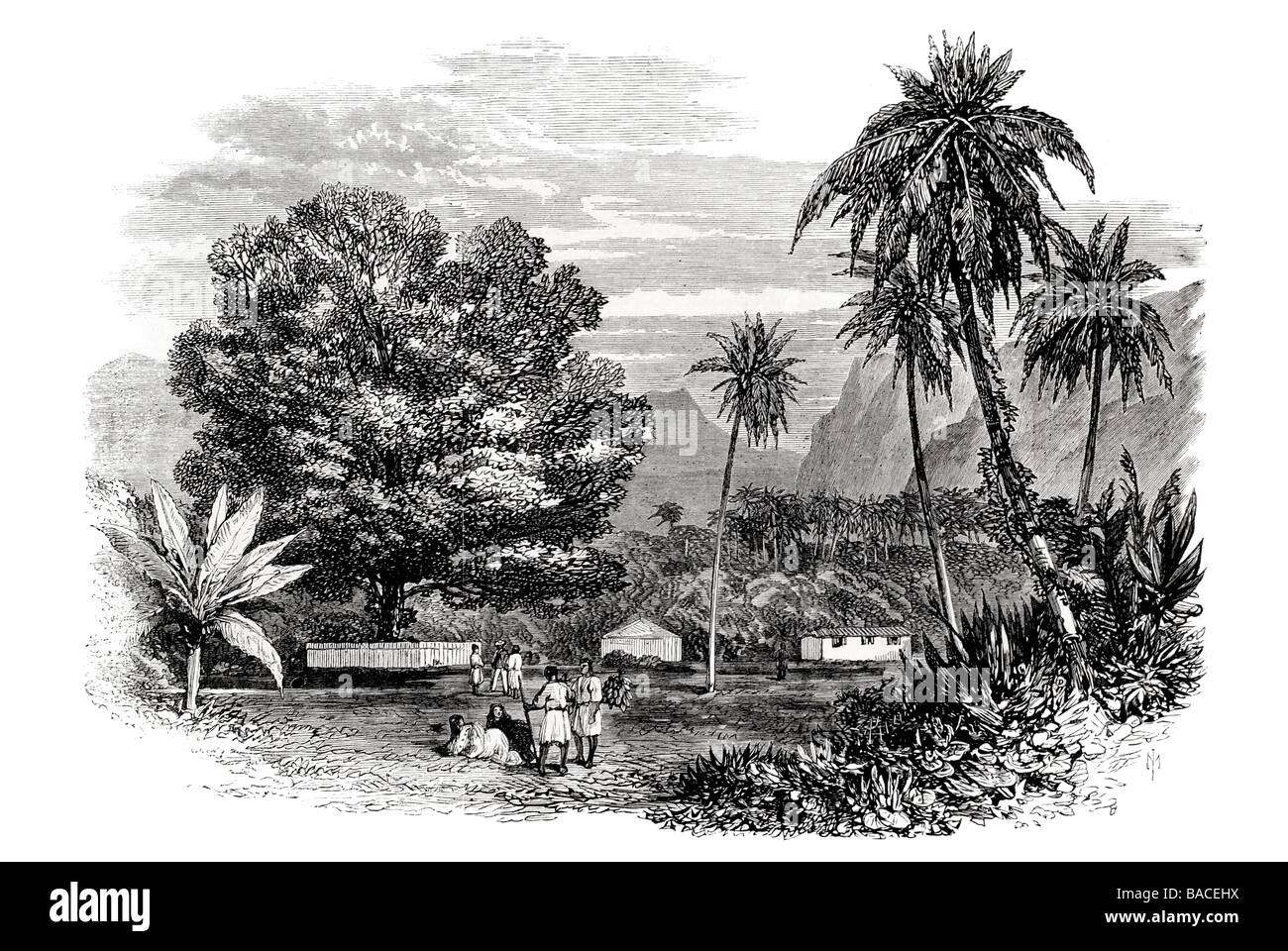 Cook's Tamarind Tree Tahiti 1868 Stock Photo