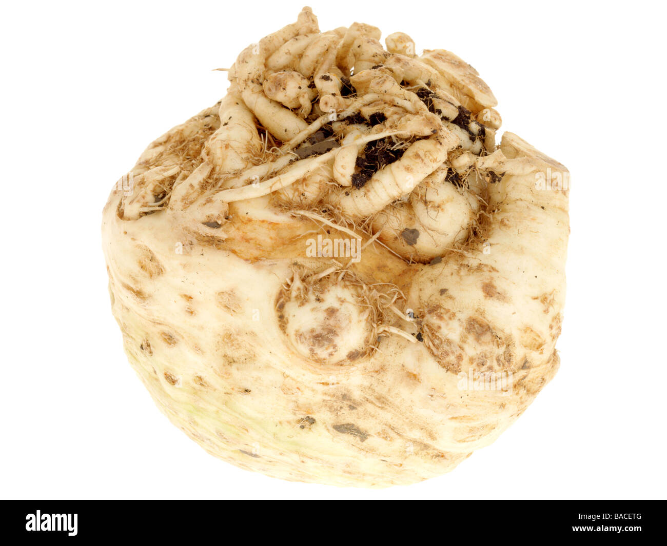 Fresh Healthy Celeriac Aromatic Vegetable Isolated Against A White Background With No people And A Clipping Path Stock Photo