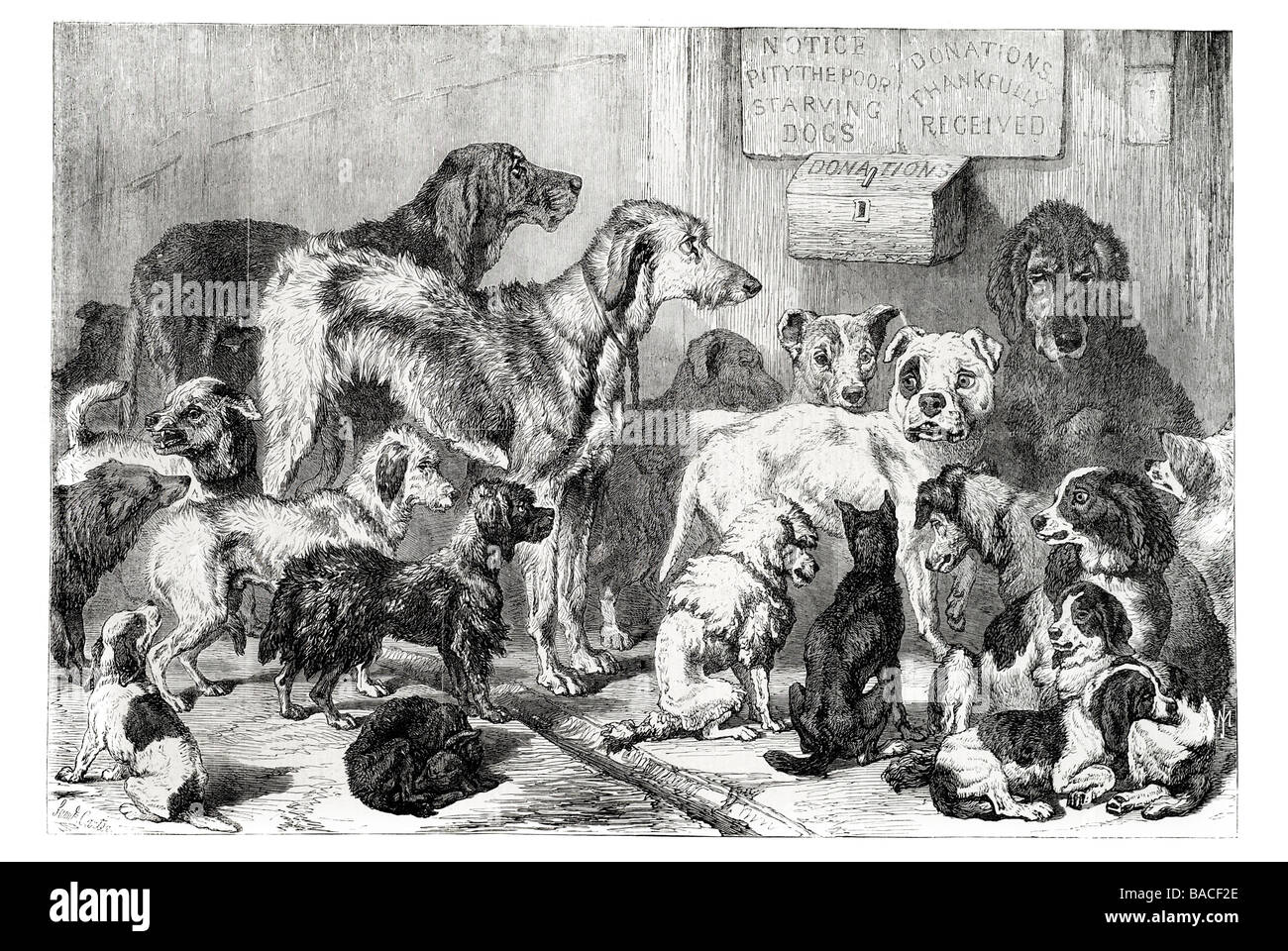 home for lost and starving dogs hollingsworth street islington 1868 Stock Photo