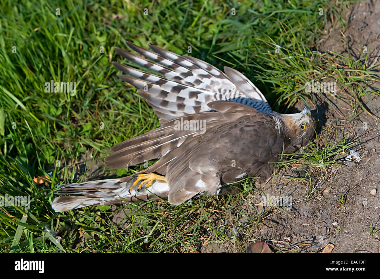 Sparrowhawk roadkill Stock Photo