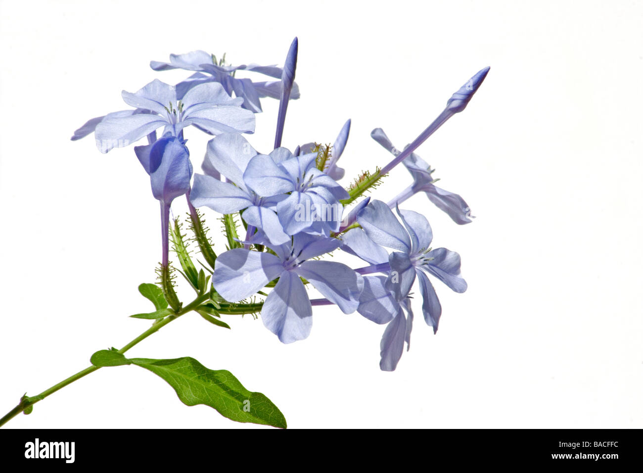 Close-up of blue jasmine on white background Stock Photo