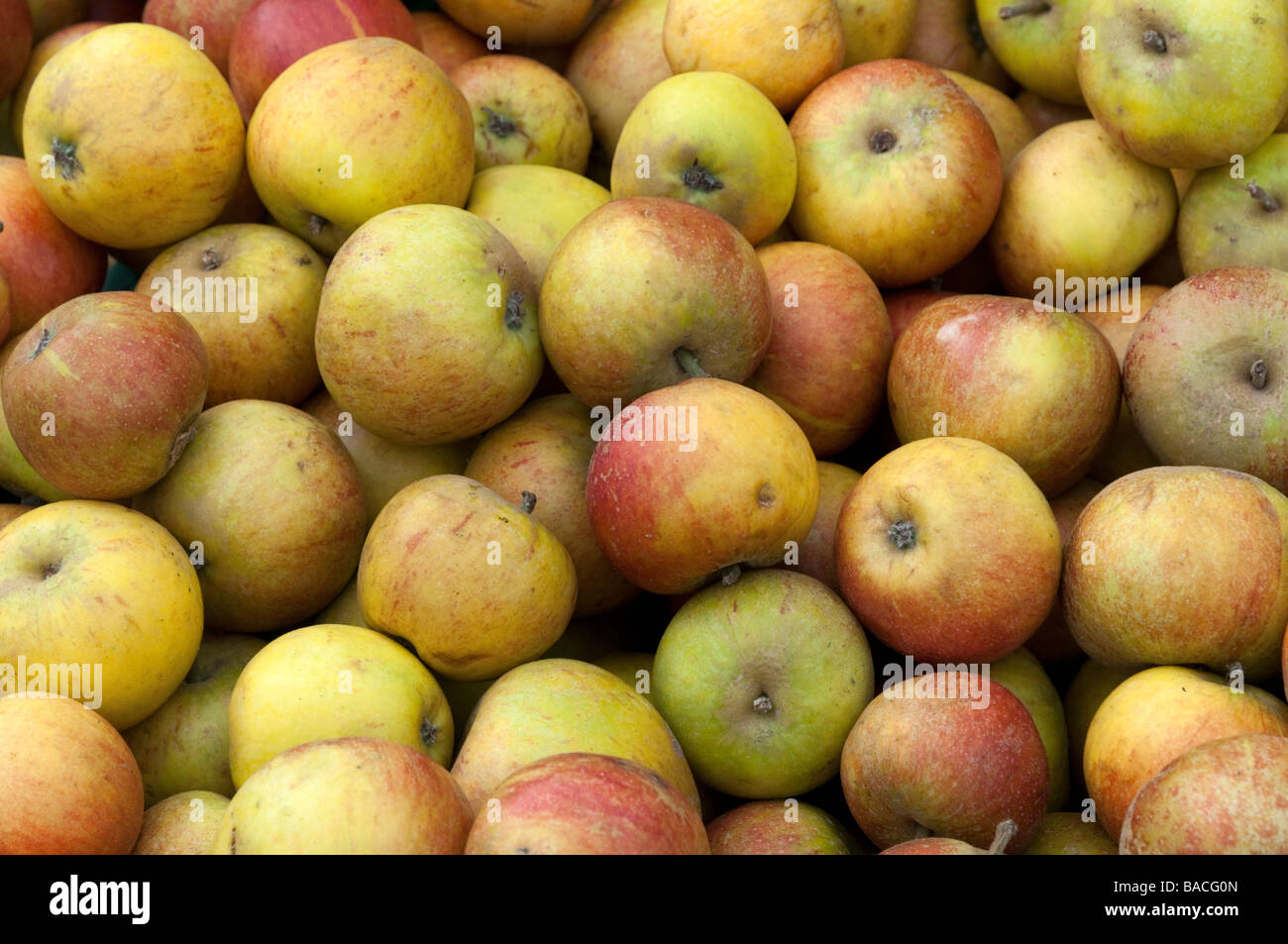 Organic Cox apples at farmers market, England UK Stock Photo