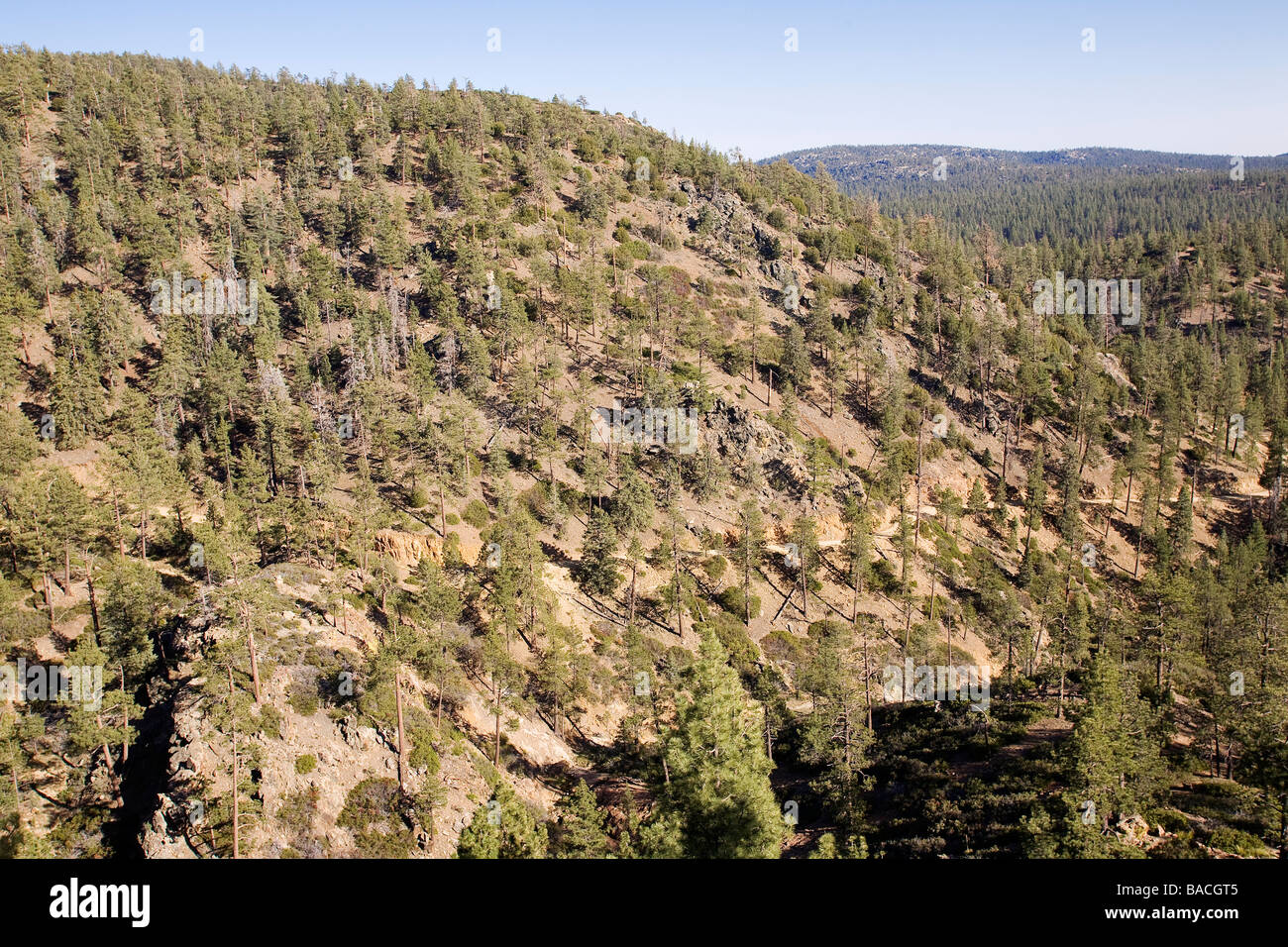 Mexico, Baja California, Sierra de San Pedro Martir National Park, Jeffrey Pines (Pinus jeffreyi Mexico, Baja California, Sierra de San Pedro Martir National Park, Jeffrey Pines (Pinus jeffreyi