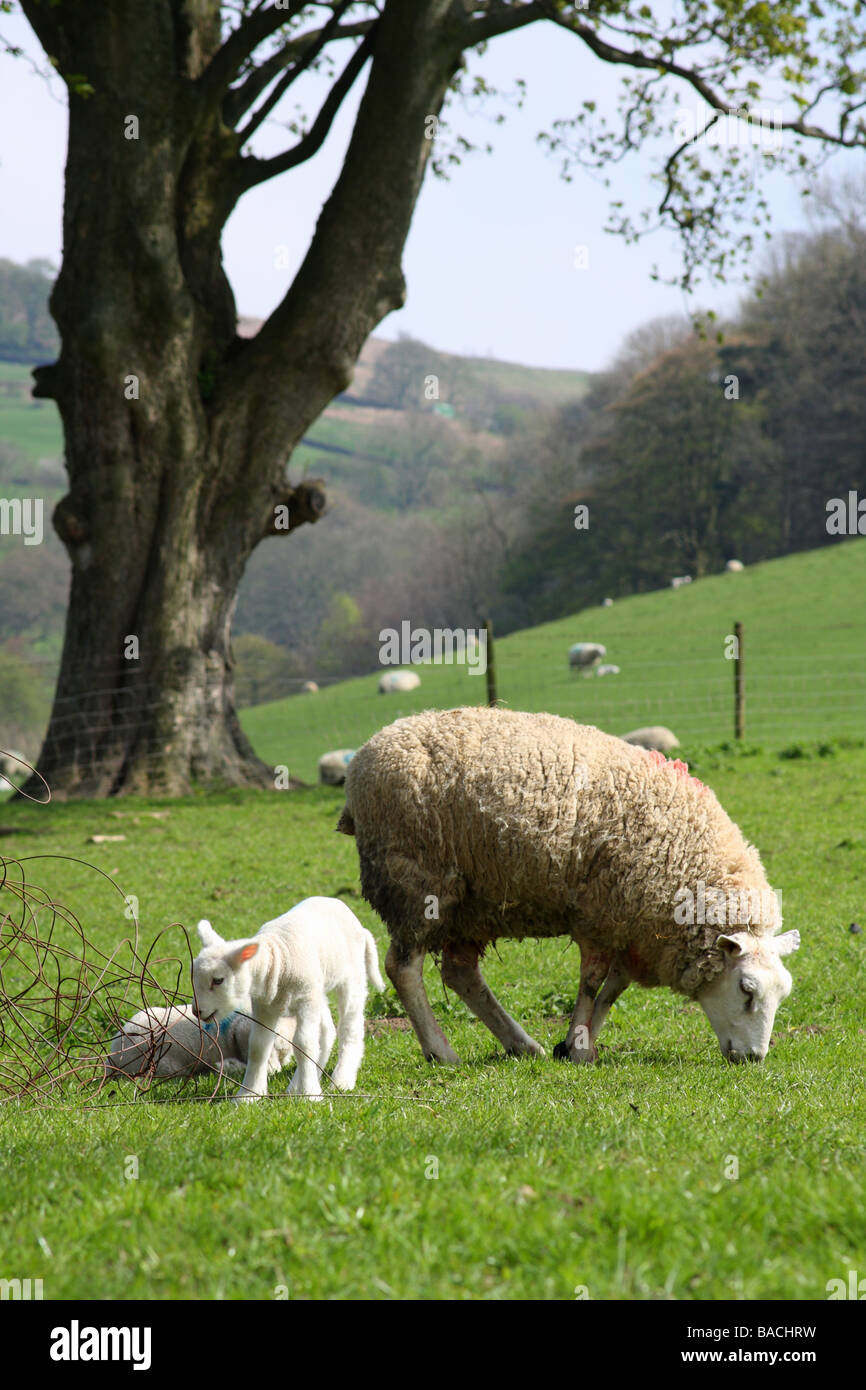 Sheep and lambs on a U.K. farm. Stock Photo