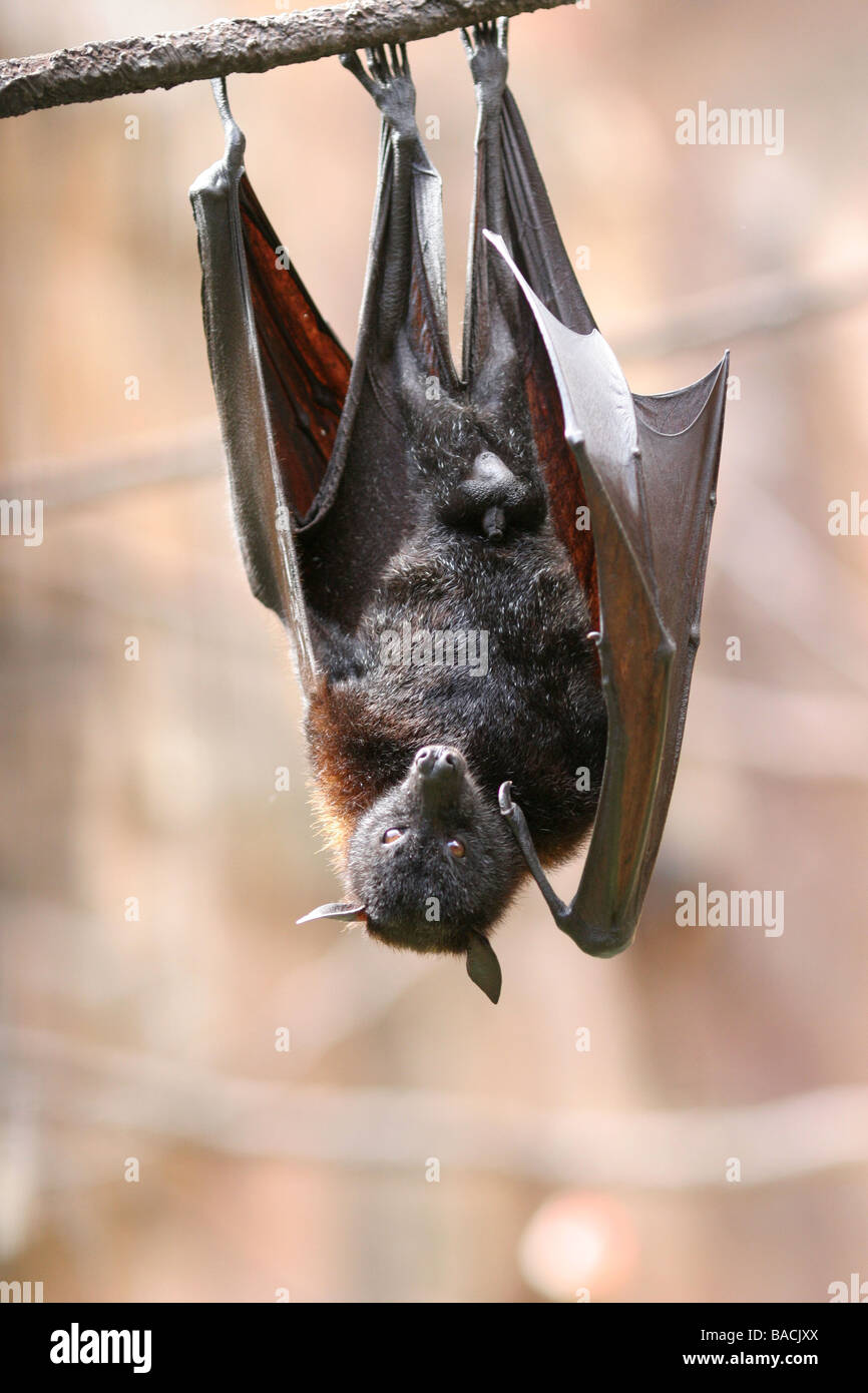 Bat hanging upside down hi-res stock photography and images - Alamy