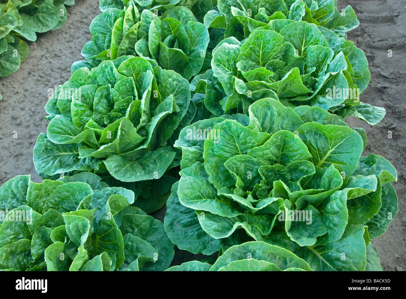 Romaine Lettuce growing, organic. Stock Photo