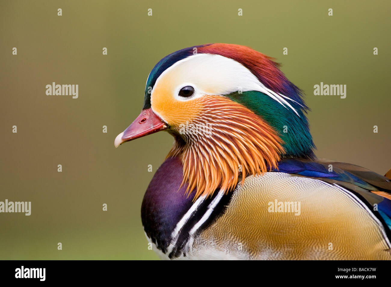 8 Colorful Facts About Mandarin Ducks