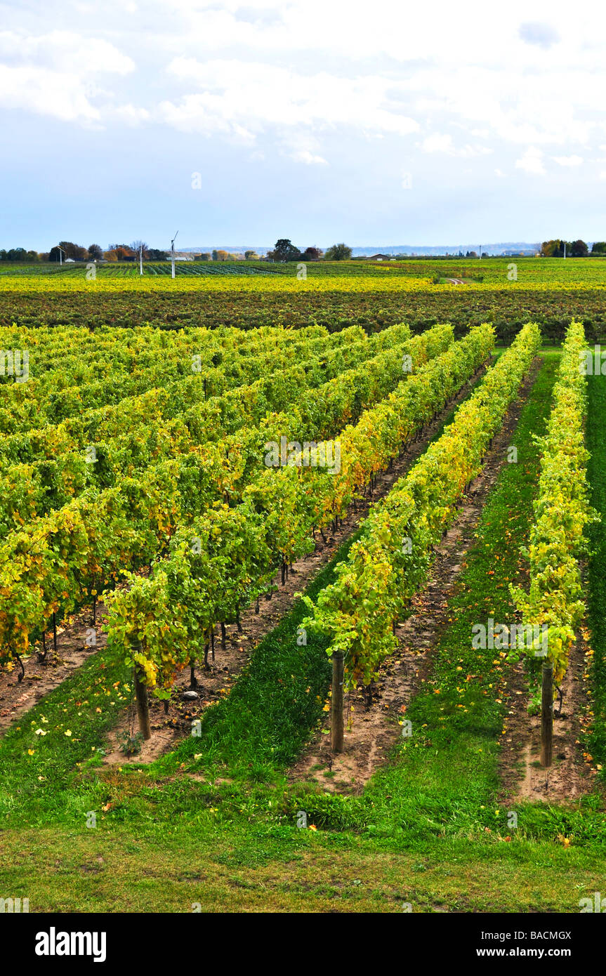 Rows of young grape vines growing in Niagara peninsula vineyard Stock