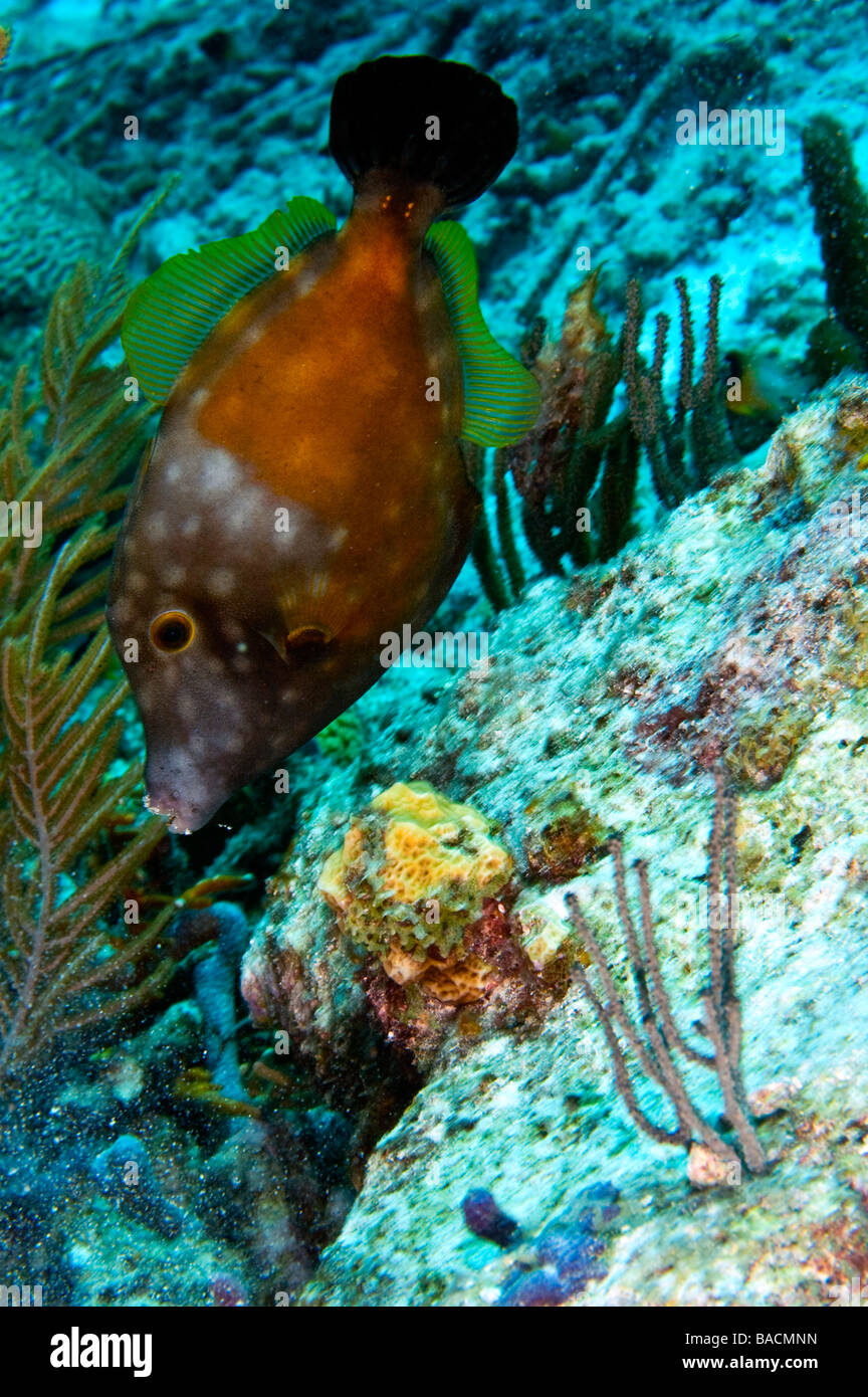 single whitespotted filefish in orange phase above coral reef near island of bonaire Stock Photo
