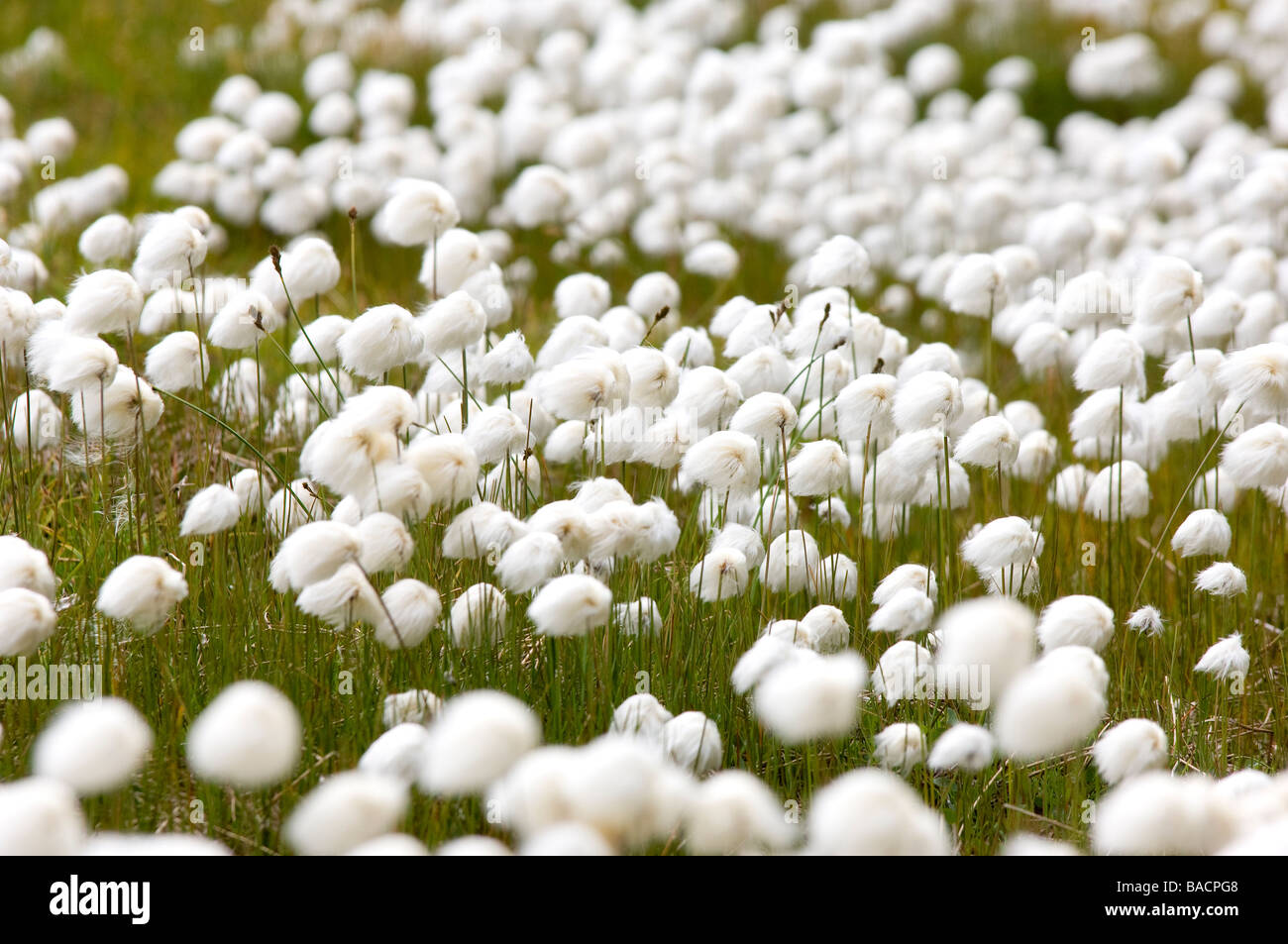 Greenland, Angmassalik Region, Tiniteqlaaq, Polar vegetation, polarull
