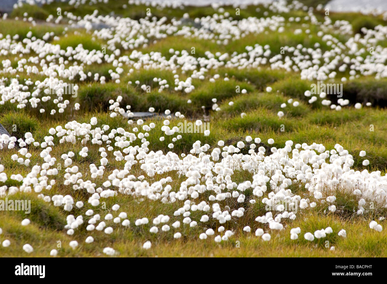 Greenland, Angmassalik Region, Tiniteqlaaq, Polar Vegetation, Flowers